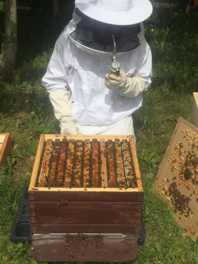 honingbijen voor biodiversiteit